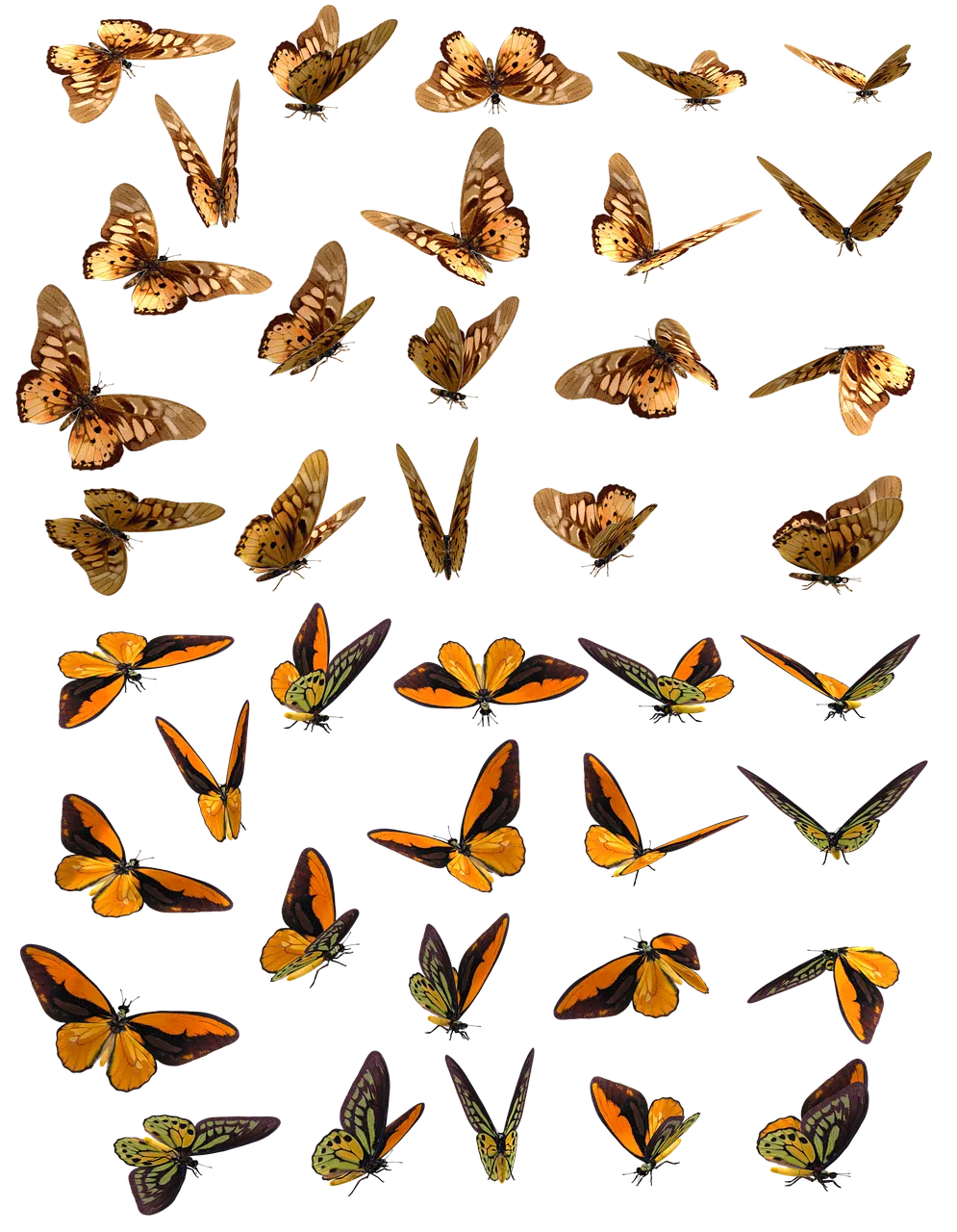 butterfly-3369844_1280.png