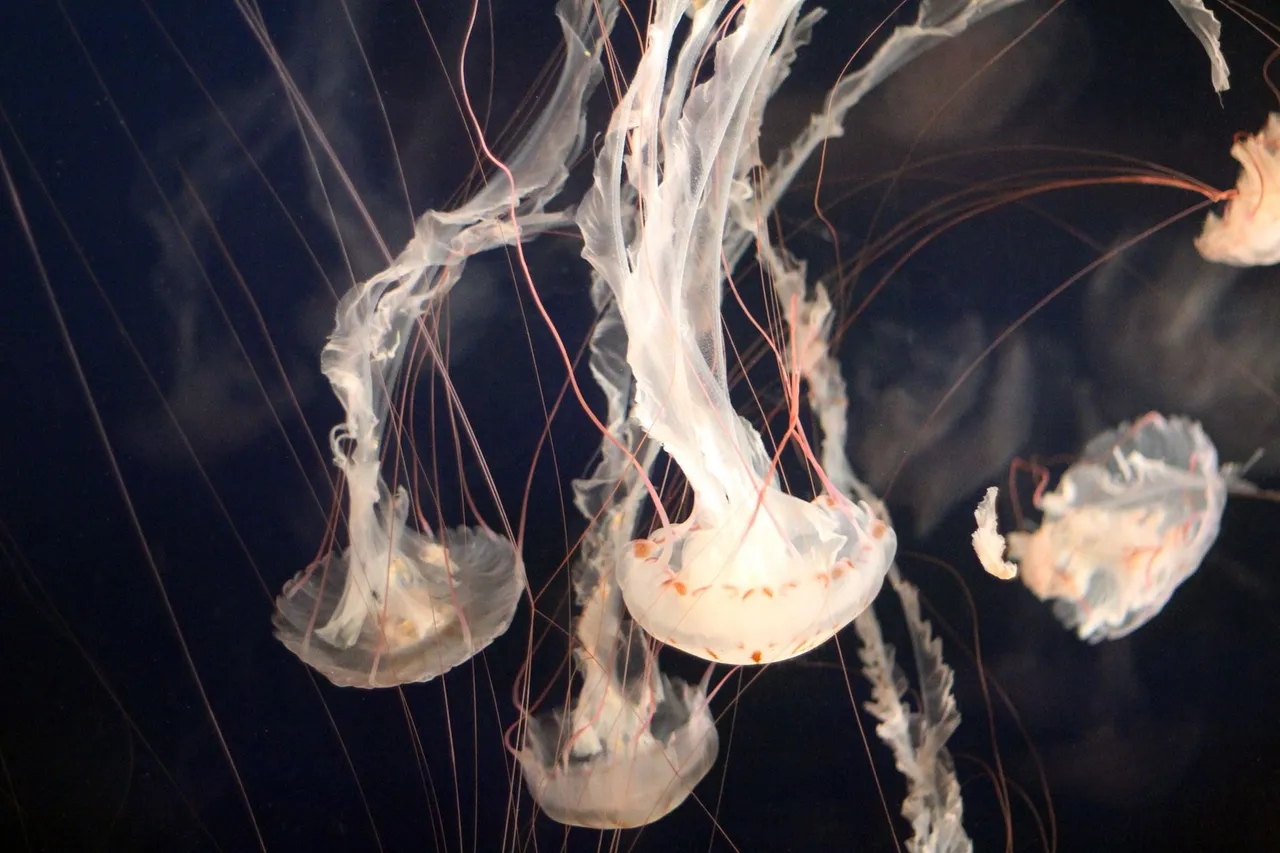 jellyfish-g91c250785_1920.jpg