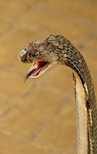 55bb699a621c89fda90514f5c6777797--king-cobra-serpent-snake.jpg