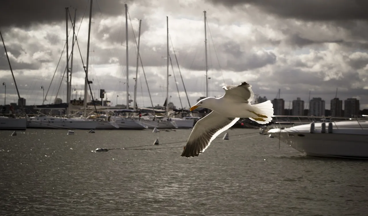 seagull-ga95efc4ce_1280.jpg