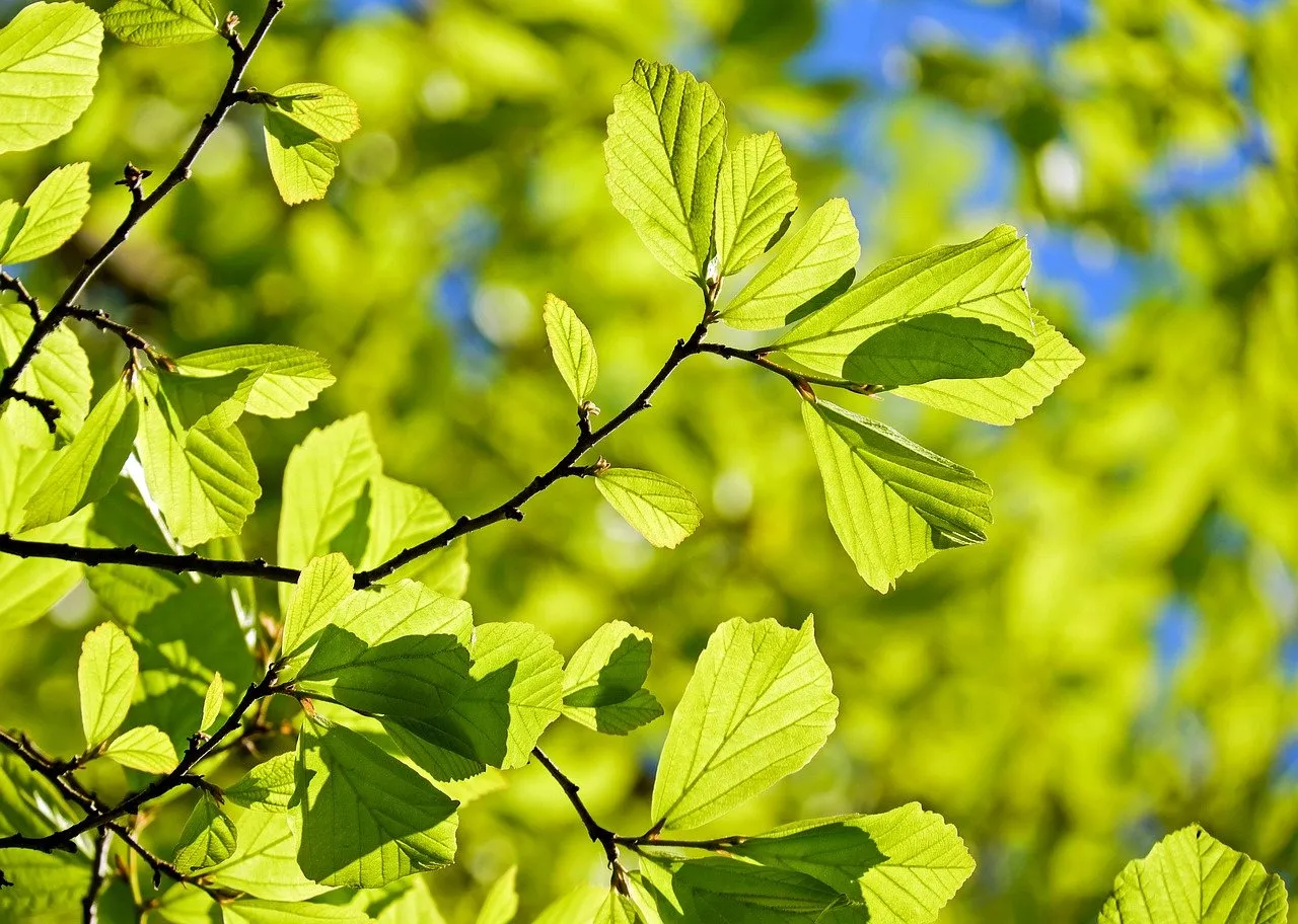 oak-3064187_1280.jpg
