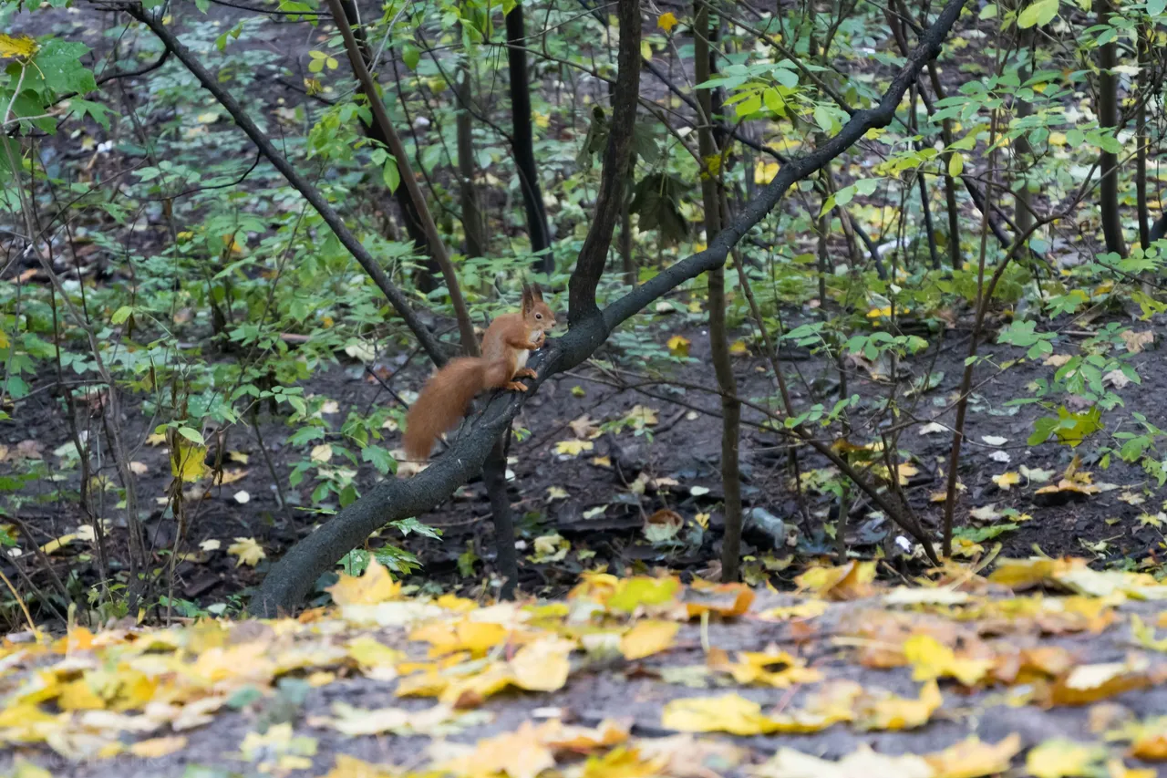 DSC09041.jpg