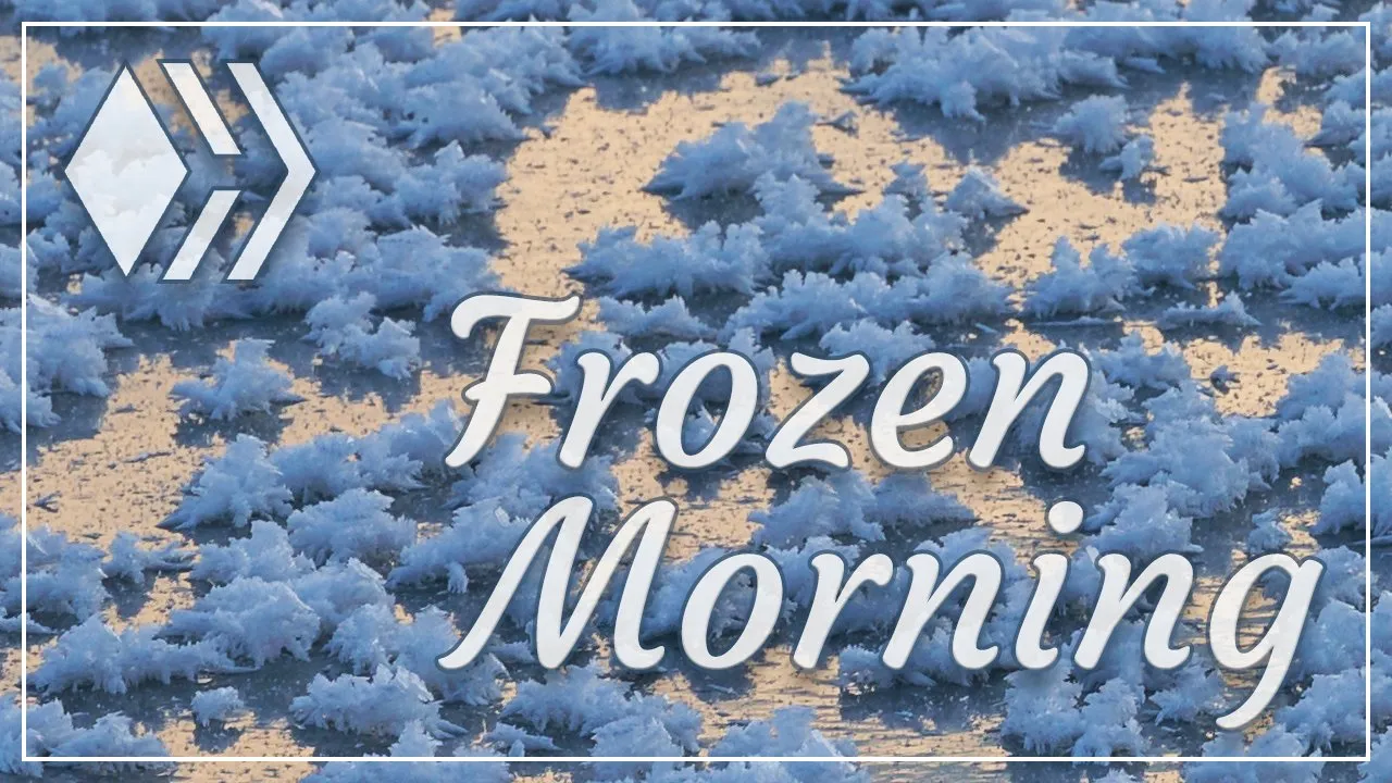 Frozen Morning