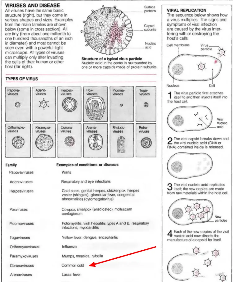 viruses-and-disease-coronaviruses-common-cold.png