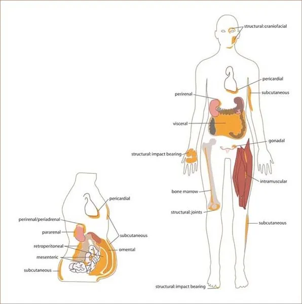 596px-White_adipose_distribution_in_the_body..jpg