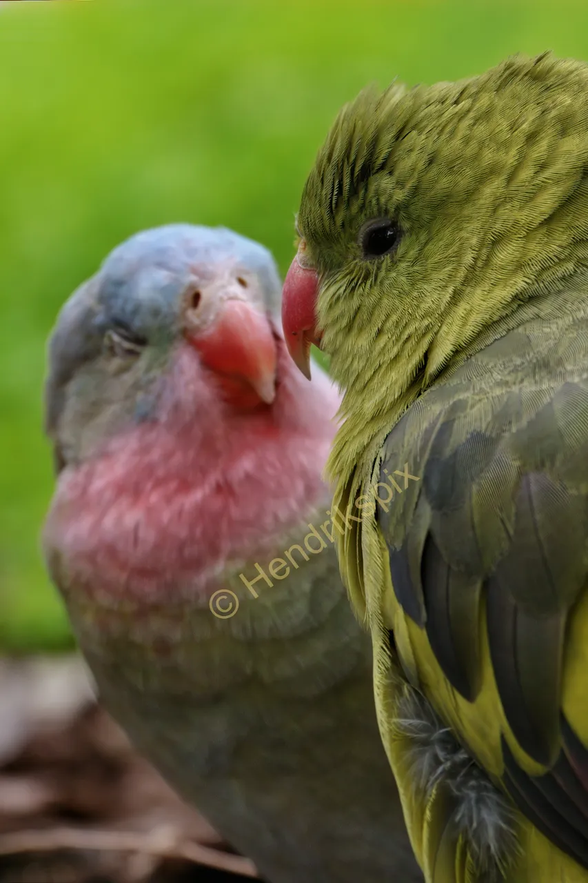 20200813 Regent parrot 04 HS Social.jpg