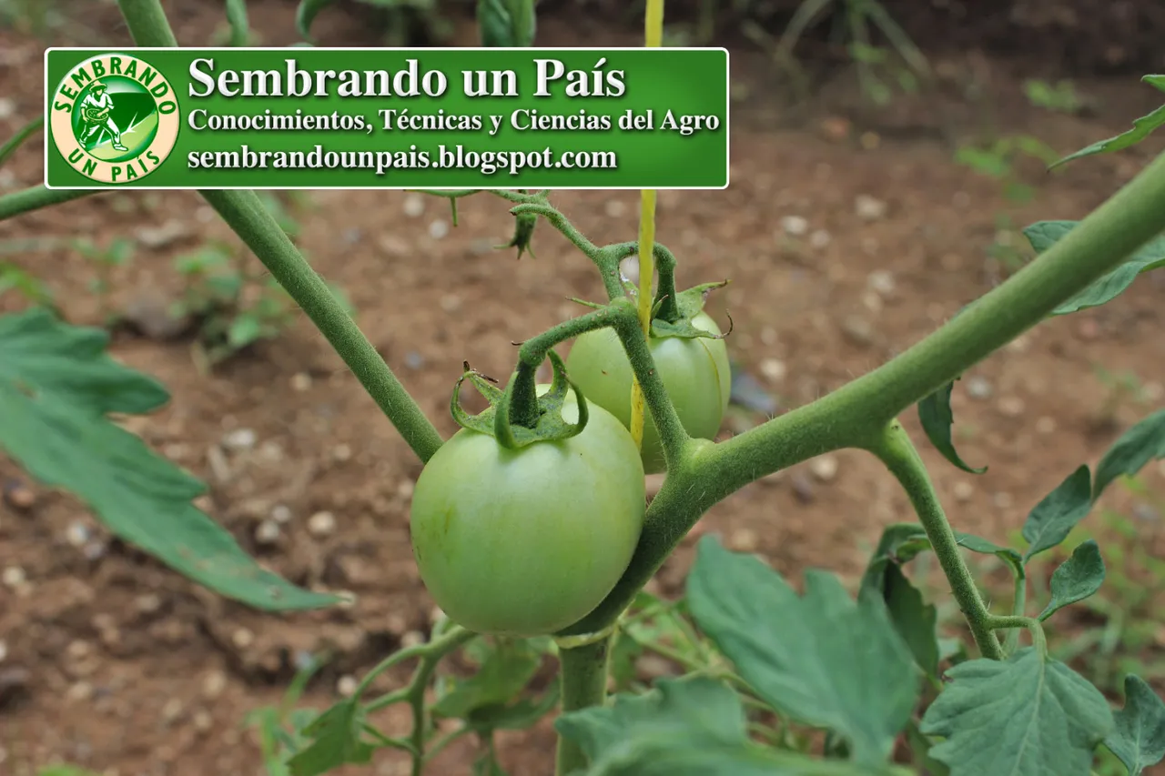 Tomate, Manual Cultivo 3 NVO BANNER.jpg