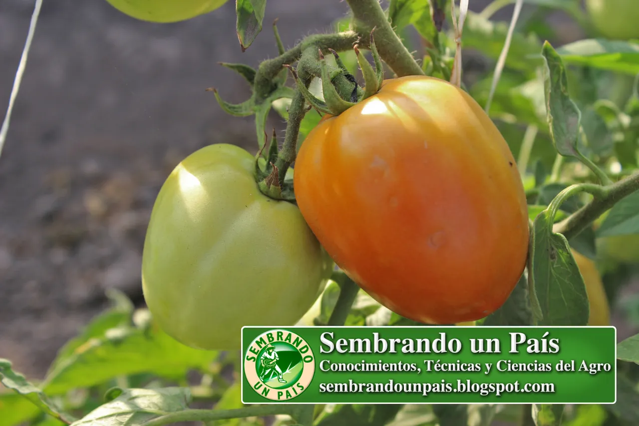 Tomate, Manual Cultivo 1 NVO BANNER.jpg
