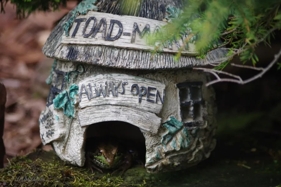 frogs pond life toad house sunscape.jpg