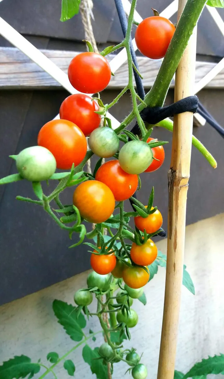 https://s3.us-east-2.amazonaws.com/partiko.io/img/mers-sustainability--the-cherry-tomato-harvestrpbjkzr1-1534842757462.png