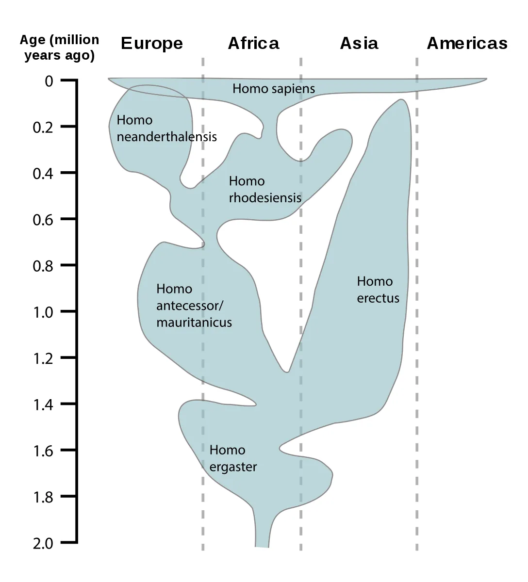 17-44-25-1088px-Human_evolution_chart-en.svg.png