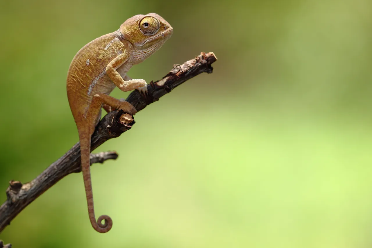 Baby Flap Neck Chameleon