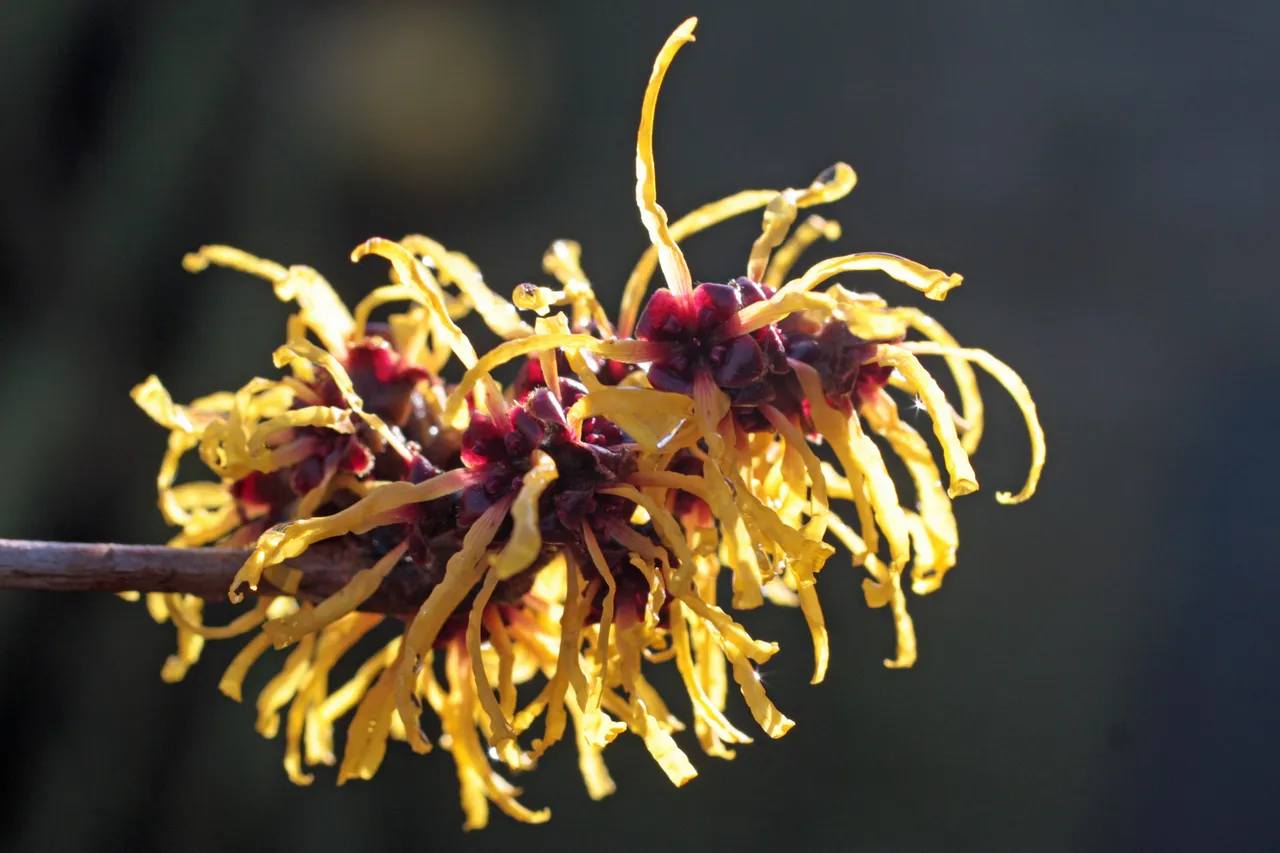 Witch_Hazel_In_Flower_In_Garden_Hampshire_UK.jpg