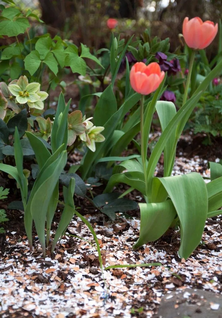 egg-shell-mulch-tulips-hellebores-gardenista.jpg