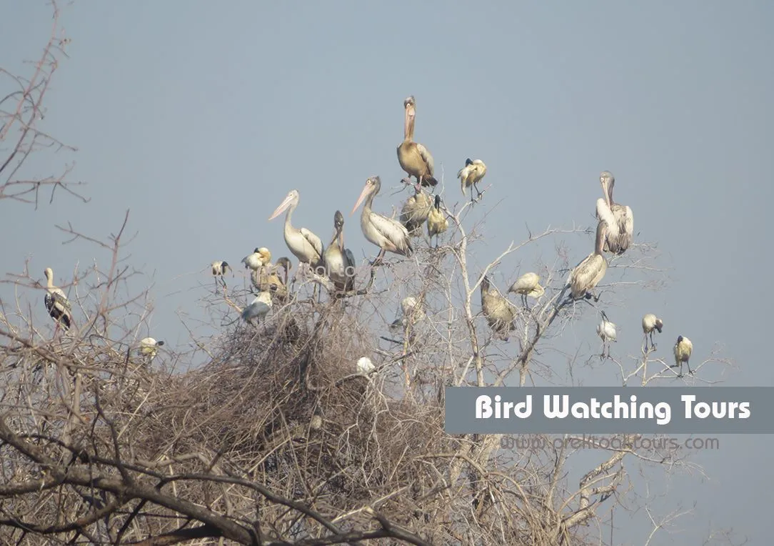 Bird Watching Tours (Slide Homepage).jpg