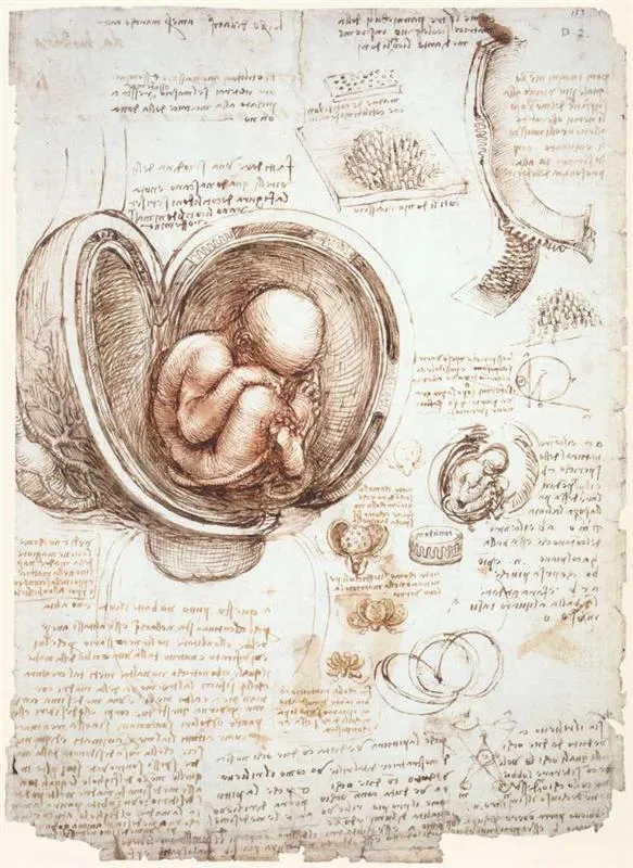 studies-of-the-foetus-in-the-womb.jpg!HalfHD.jpg