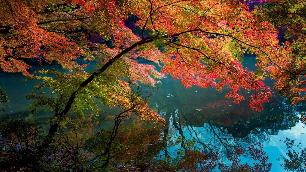 The-Colors-Of-Autumn-Fall-Wallpaper-1366x768.jpg