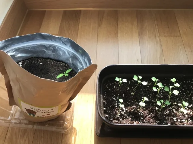 KakaoTalk_20171201_123240592_Easy-Resize.com.jpg