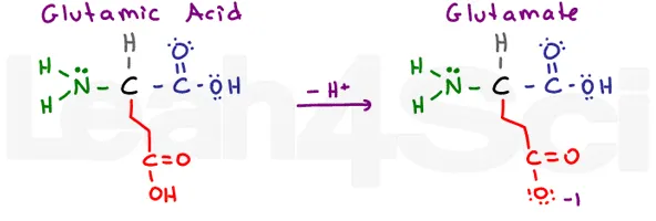 glutamic-acid-glutamate-amino-acid-structure.jpg