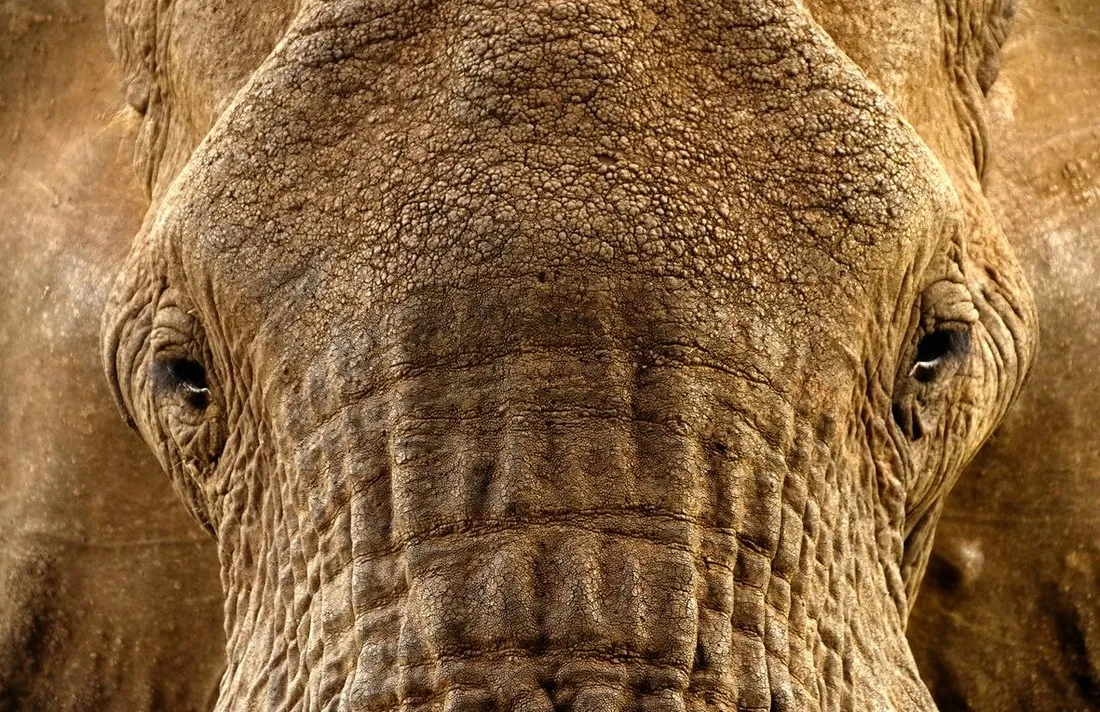 Elephant face