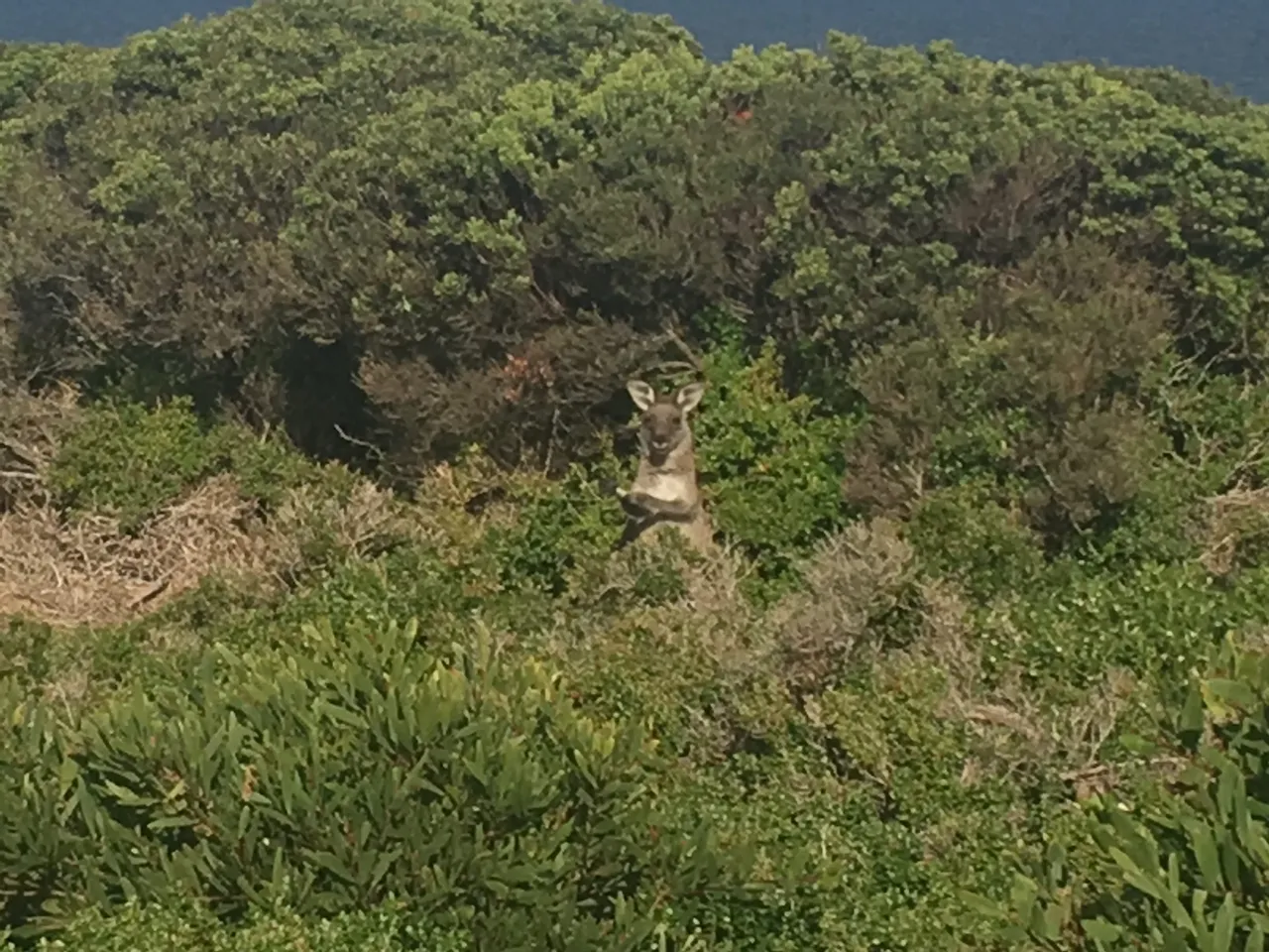 A Clapping Kangaroo