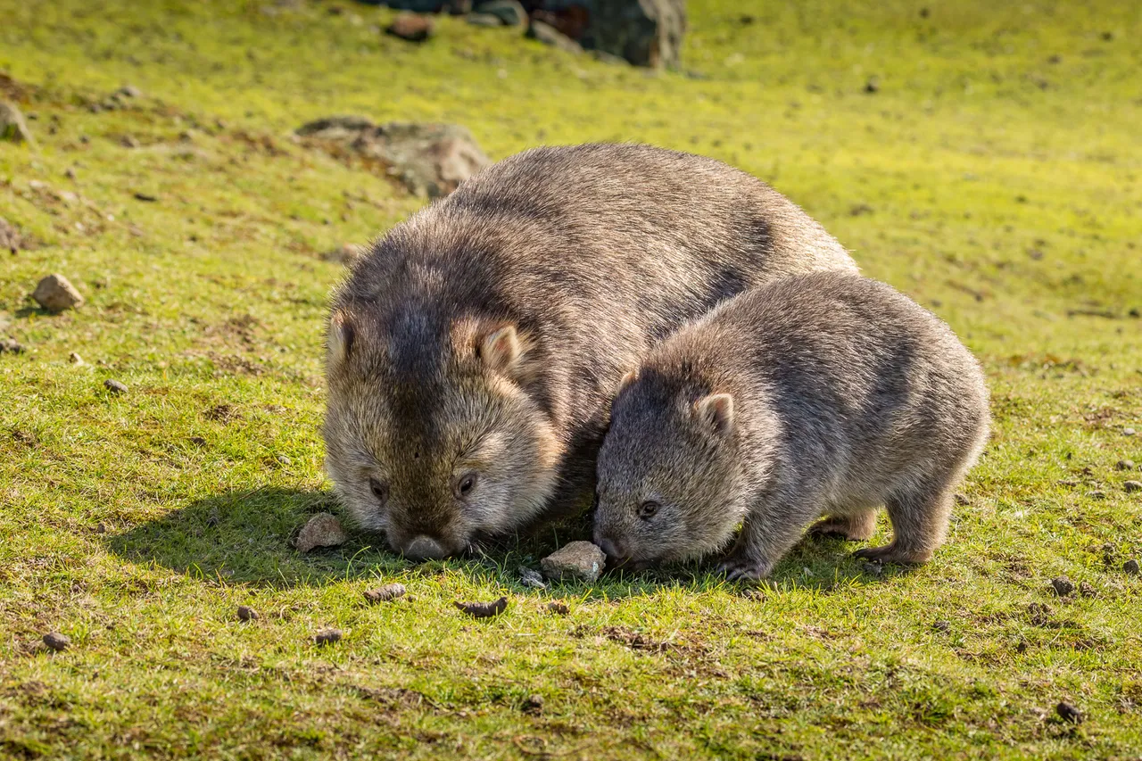 FlindersIslandWombat2.jpg