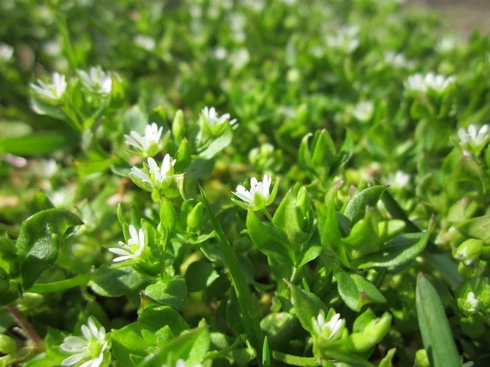 chickweed