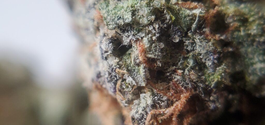 death star cannabis strain