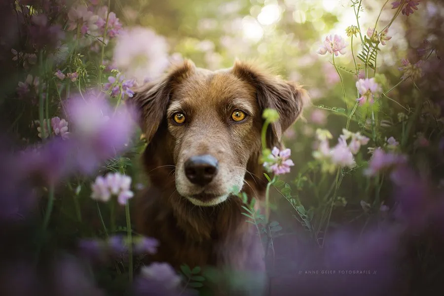 -flower power- by Anne Geier on 500px.com