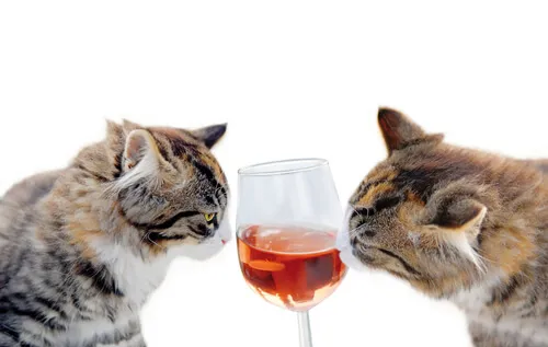 alcoholatugato.jpg