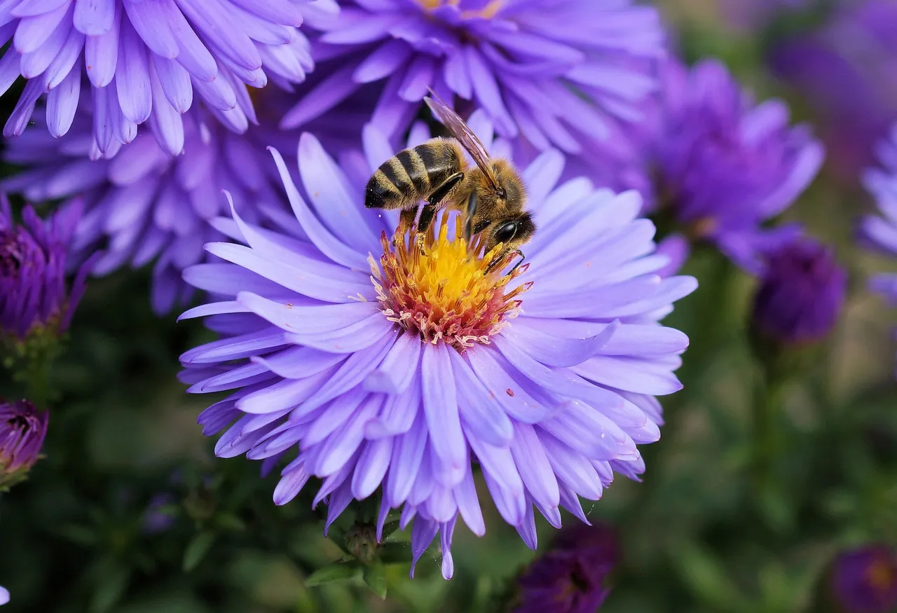 bee191629_1920.jpg
