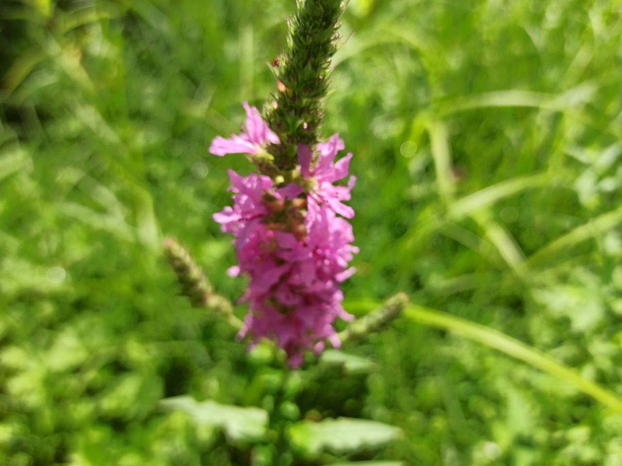 IMG_20200721_105829.jpg