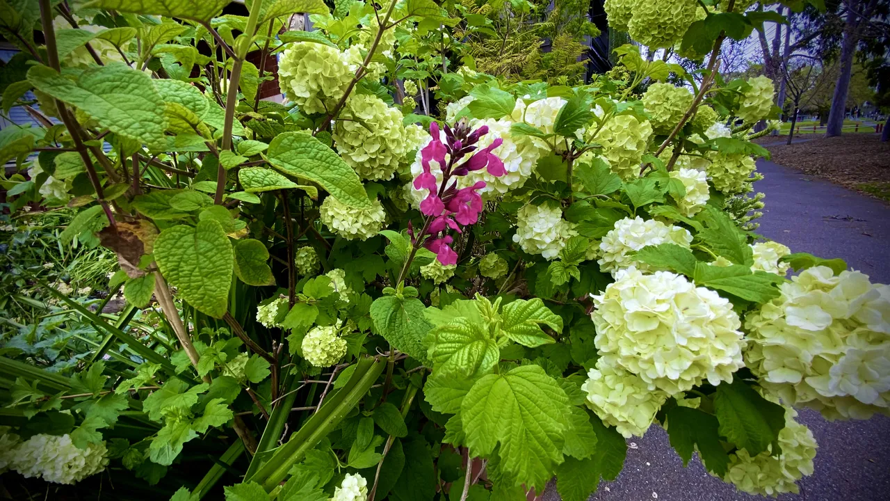 pink flower.jpg