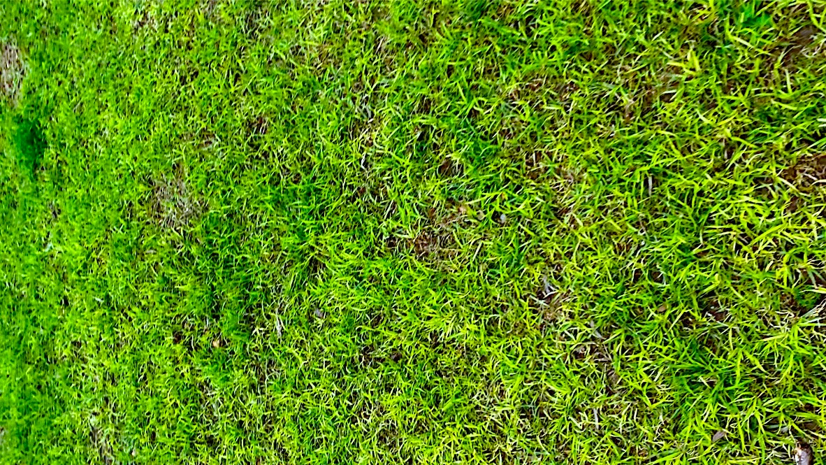 green grass.jpg