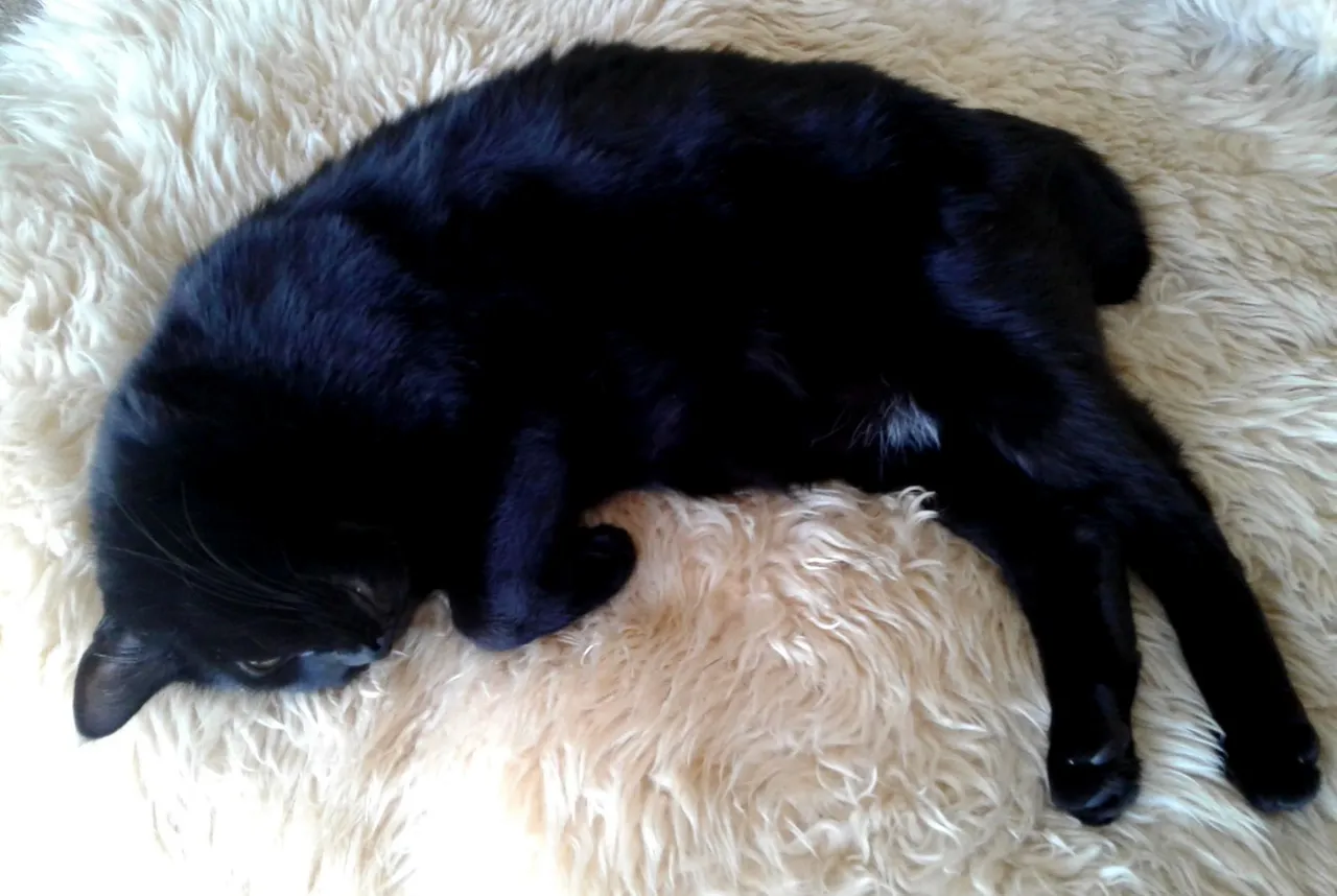 CC0259Sheepskin1.jpg