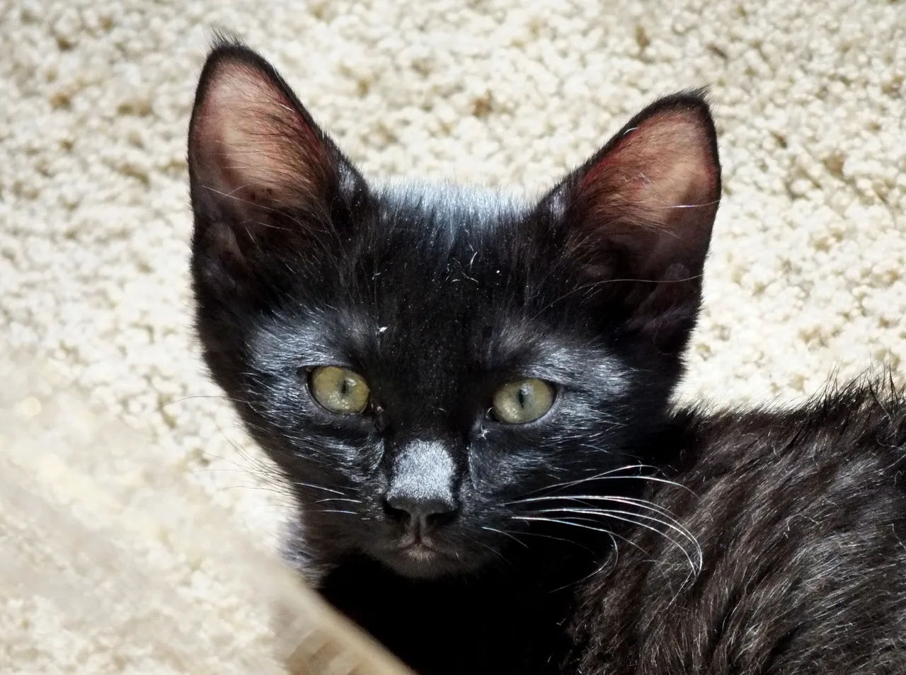 CC0016KittenEars.jpg