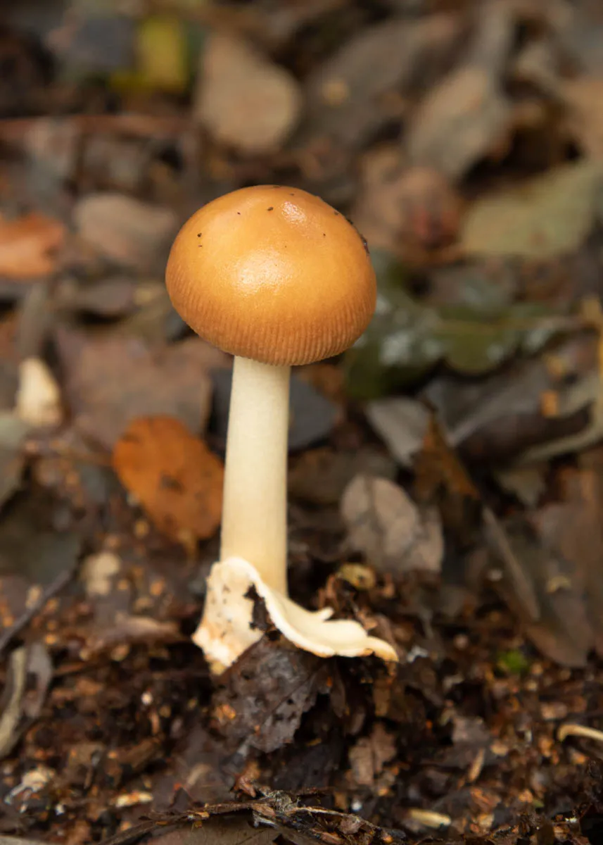 mushroom monday3.jpg
