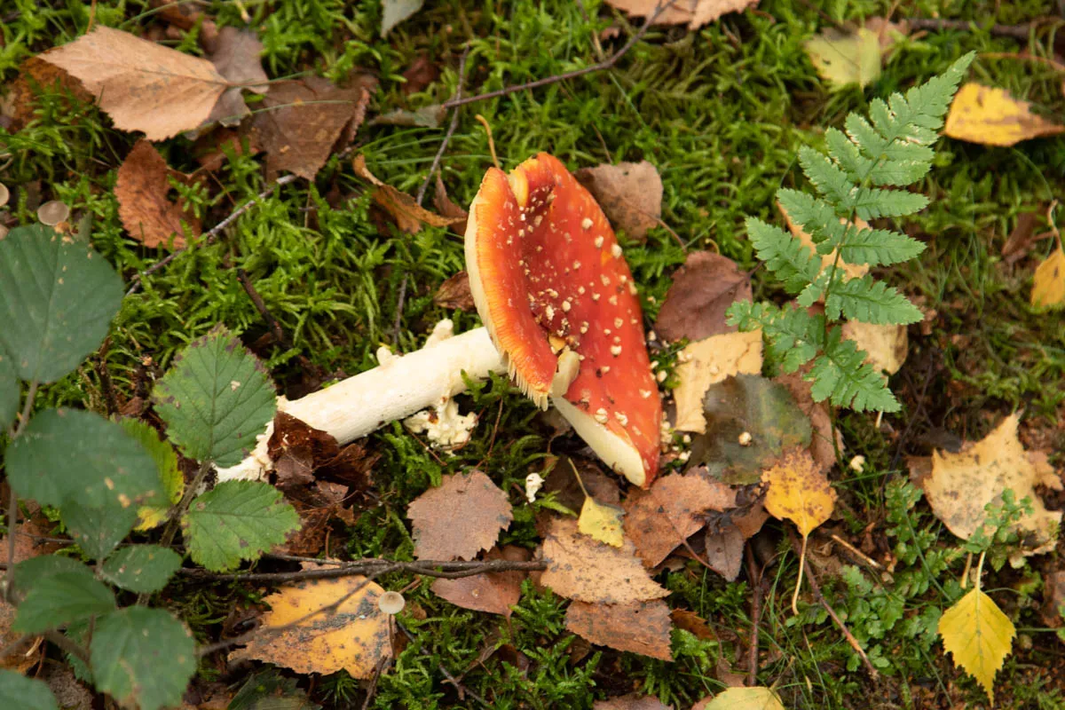 mushroom monday6.jpg