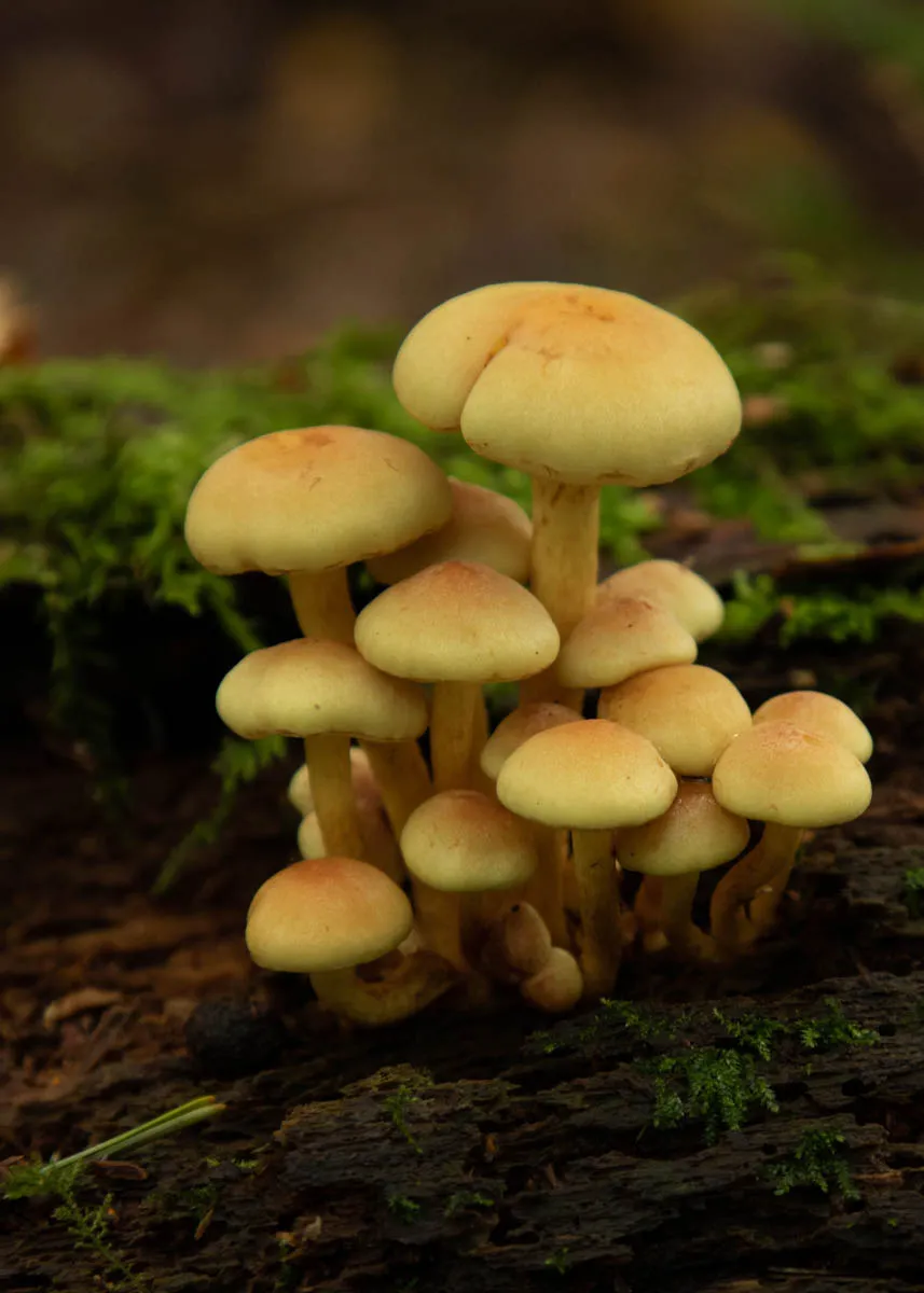 mushroom monday5.jpg
