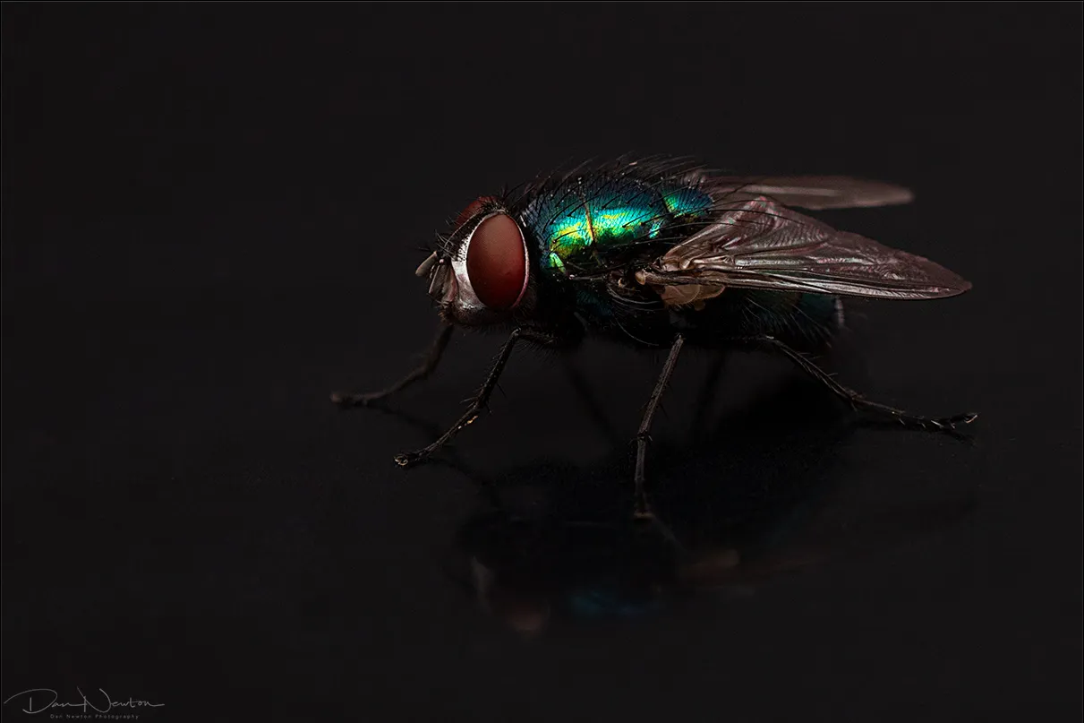 Lucilla sp0007PP.jpg