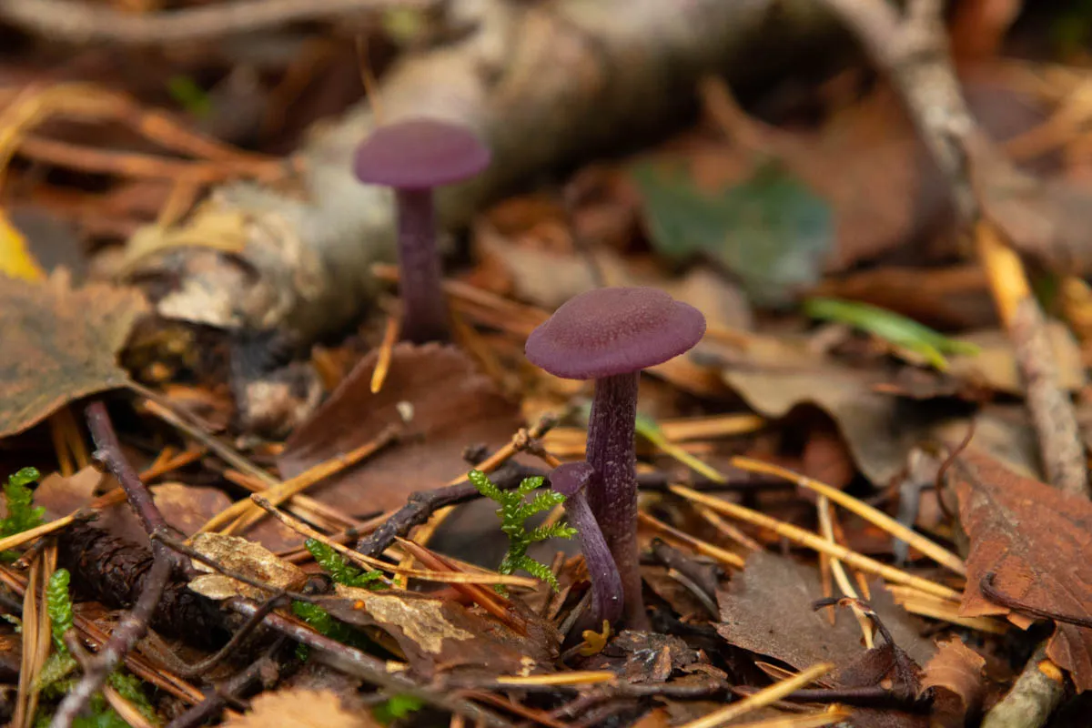 mushroom monday7.jpg