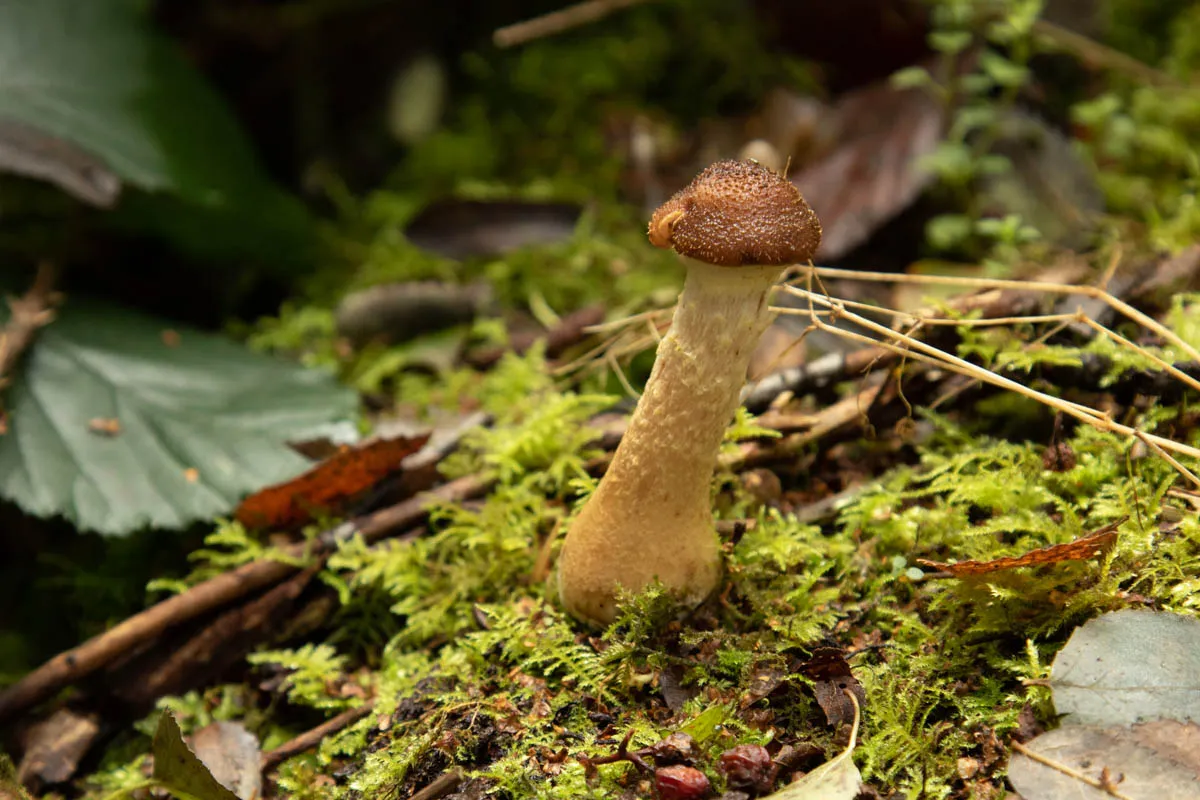 mushroom monday1.jpg