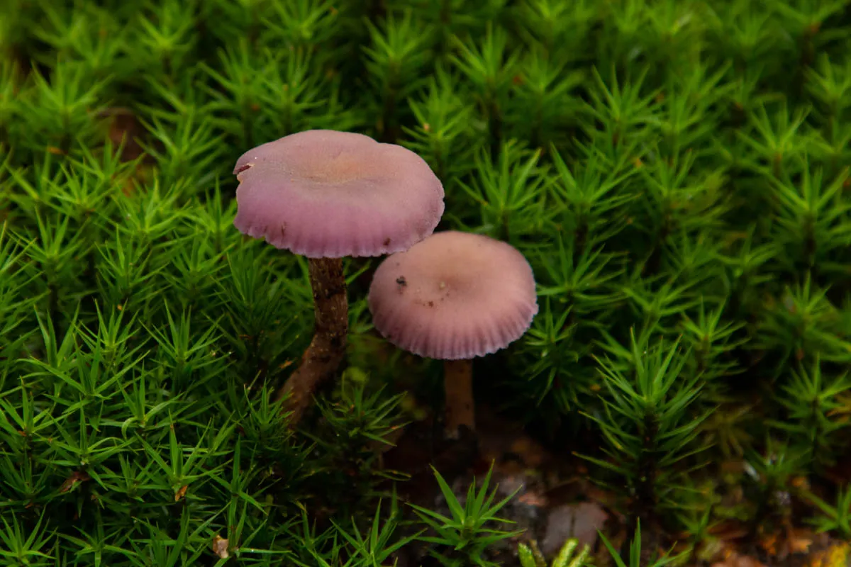 mushroom monday9.jpg