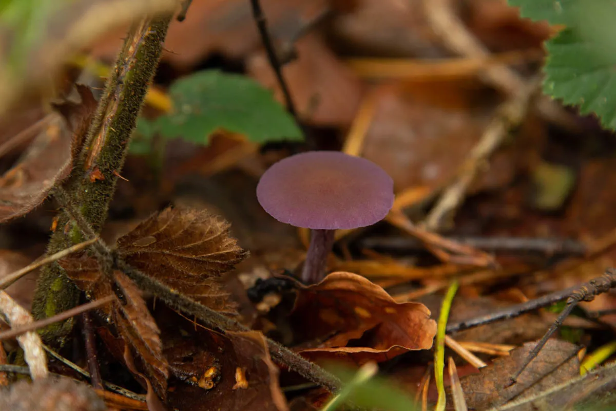 mushroom monday8.jpg
