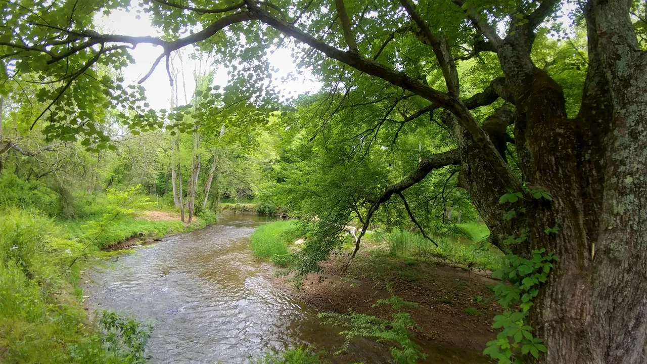 wedwalk61720201ok.jpg