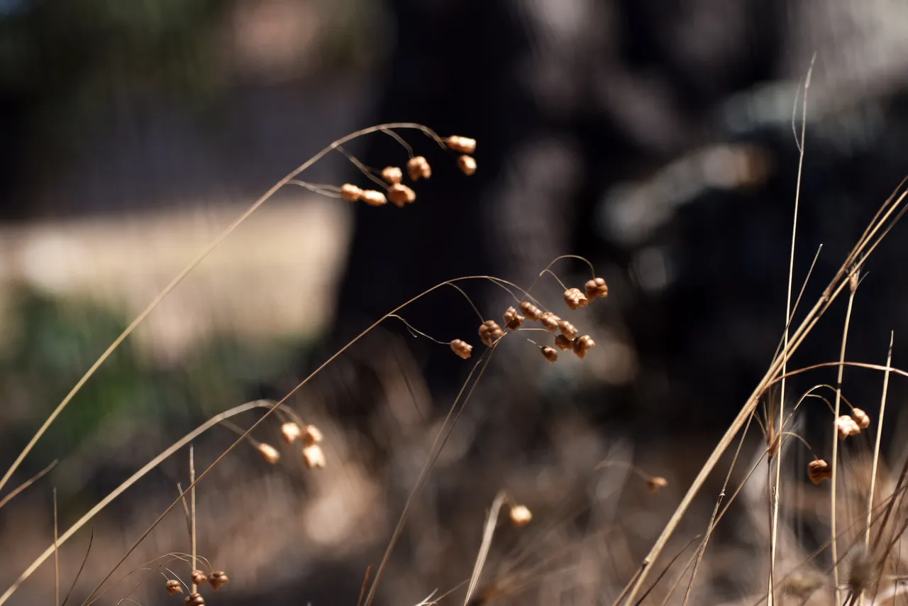 Briza fence bokeh 2.jpg