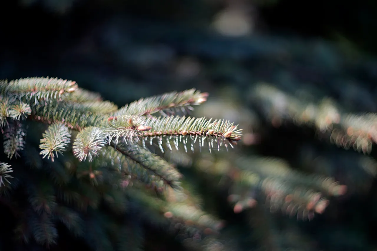 pine helios bokeh 2.jpg