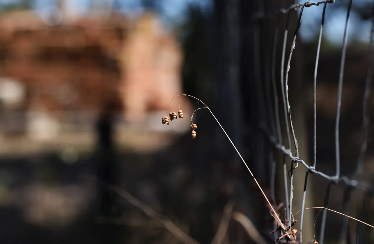 Briza fence bokeh 1.jpg