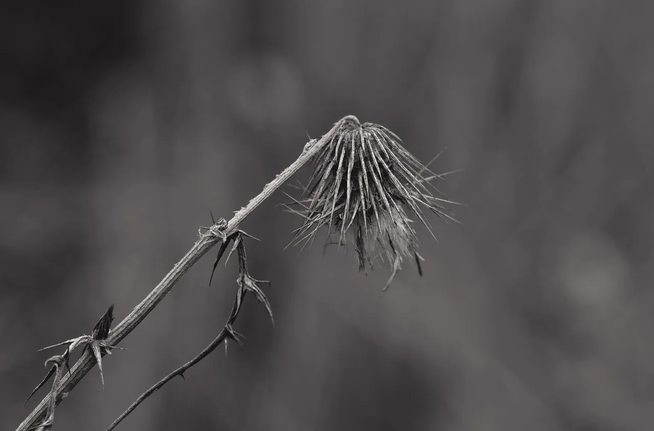 drystuff seeds bw 6.jpg
