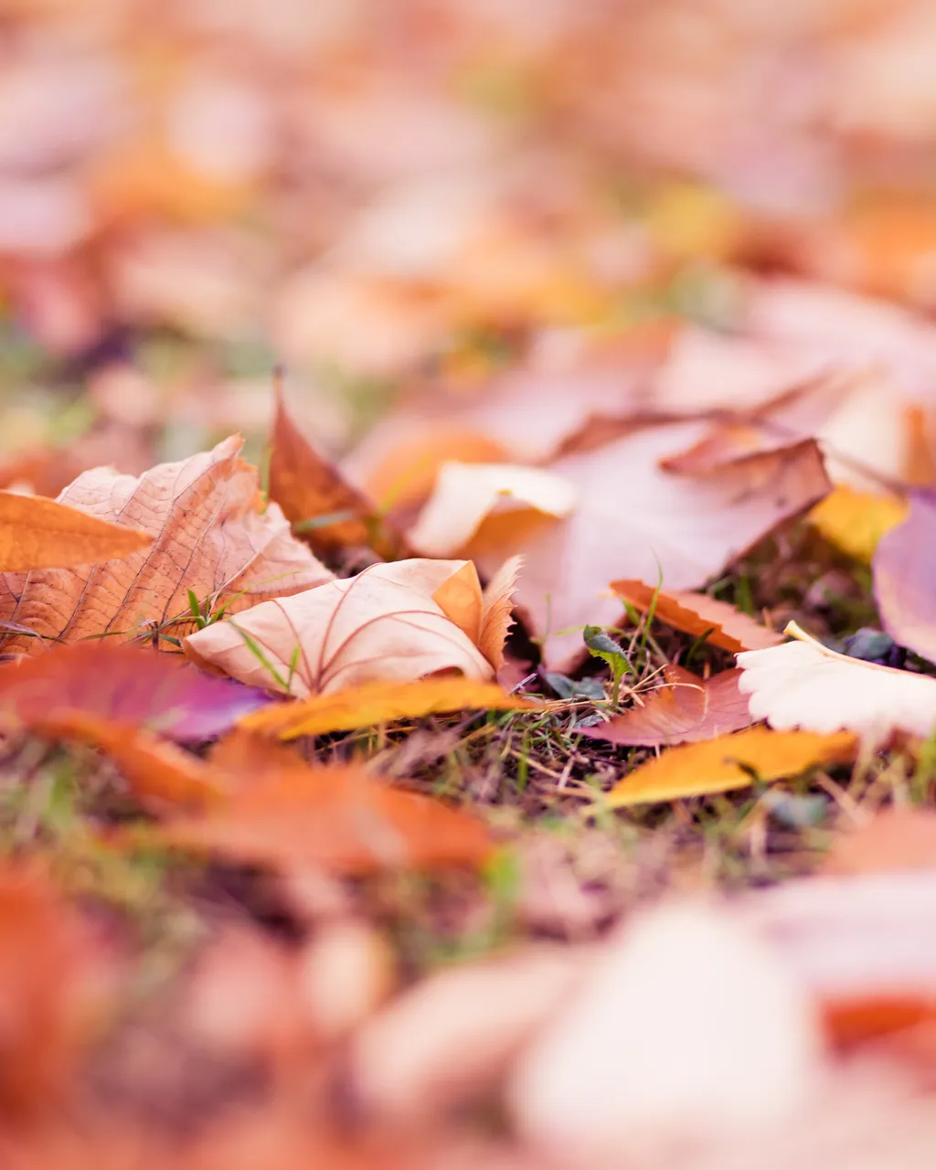 Autumn Leaves4851.jpg